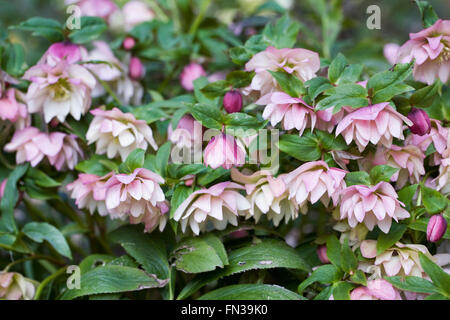 Hellebores flowering in the garden in late winter. Stock Photo