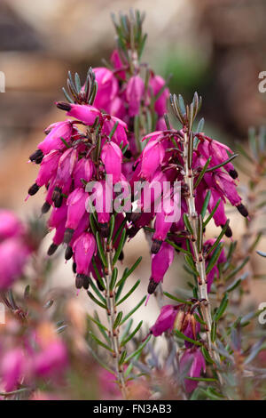 Deep pink bell flowers of the winter flowering heather, Erica carnea 'Myretoun Ruby' Stock Photo