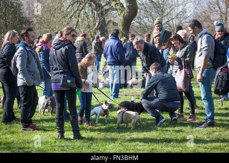 13th March 2016 - Meet-up and Walk of London French Bulldog owners in Regent's Park, London, UK Stock Photo