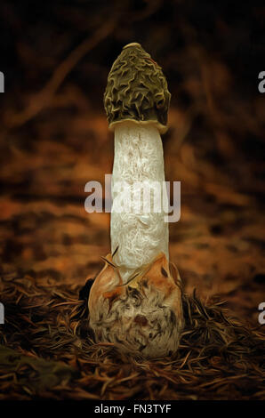 Phallus Impudicus - powerful smell Stock Photo