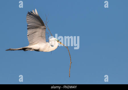 Great egret (Ardea alba) flying with tree branch for the nest, High Island, Texas, USA Stock Photo