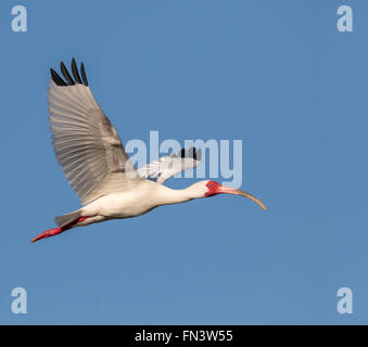 American white ibis (Eudocimus albus) flying, High Island, Texas, USA Stock Photo