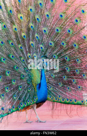 Proud Peacock Stock Photo