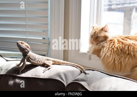 A bearded dragon and a cat basking in the sun coming through a window. Stock Photo