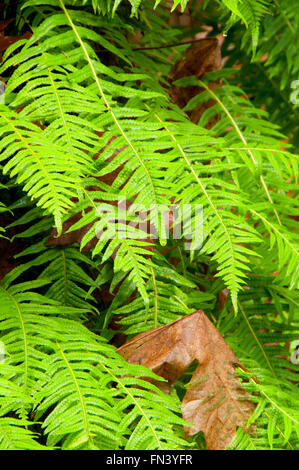 Licorice fern (Polypodium glycyrrhiza), Magness Memorial Tree Farm, Oregon Stock Photo