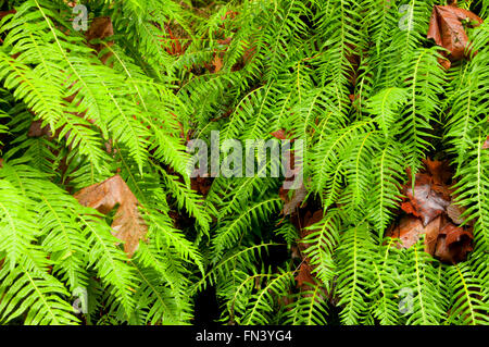Licorice fern (Polypodium glycyrrhiza), Magness Memorial Tree Farm, Oregon Stock Photo