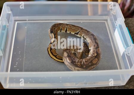 A small ball python snake soaking in a tub of water Stock Photo - Alamy