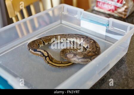 A small ball python snake soaking in a tub of water Stock Photo - Alamy