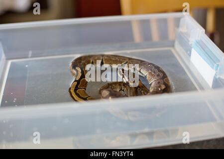 A small ball python snake soaking in a tub of water Stock Photo - Alamy