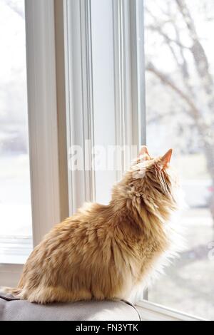An orange cat looking out a window. Stock Photo
