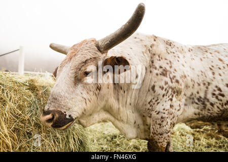 Big bull takes on breakfast on the ranch Stock Photo