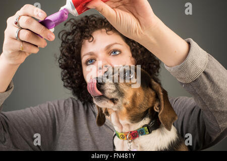 Pretty young woman applies toothpaste to brush while beagle dog looks on licking chops with gray background Stock Photo