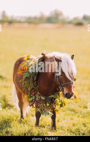 Little pony with flowers on the sunny green field Stock Photo