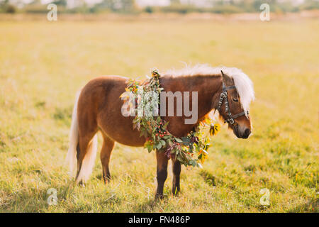 Little pony with flowers on the sunny green field Stock Photo