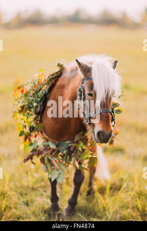 Little pony with flowers on the sunny green field Stock Photo