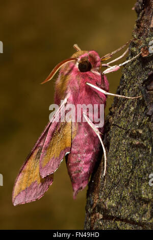 Small elephant hawk-moth (Deilephila porcellus) in profile. Small hawk moth in the family Sphingidae, bright pink abdomen Stock Photo