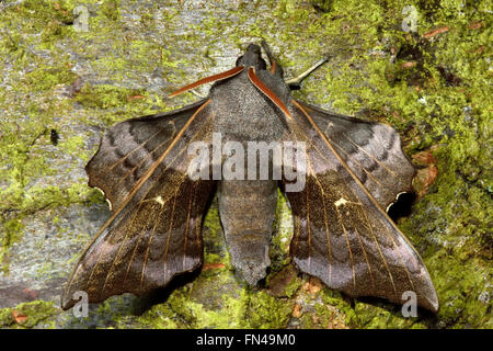 Poplar hawk-moth (Laothoe populi) from above. Large hawk moth in the family Sphingidae, at rest on a tree with distinctive wings Stock Photo