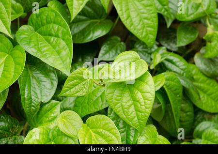 Beautiful fresh Betel Leaf (Piper Betle) Stock Photo