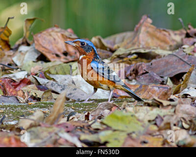 A male White-throated Rock Thrush amongst the leaf litter on the forest floor in Central Thailand Stock Photo