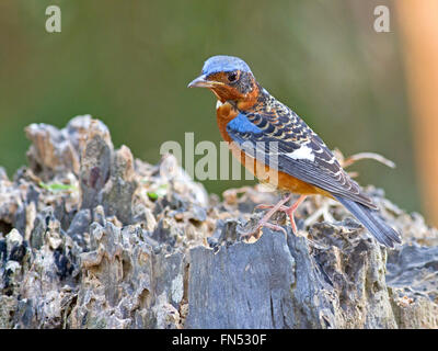 A male White-throated Rock Thrush perched on a tree stump in the forest in Central Thailand Stock Photo