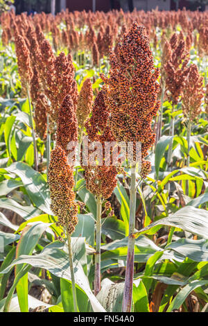 Close up of sorghum in morning sun light. Stock Photo