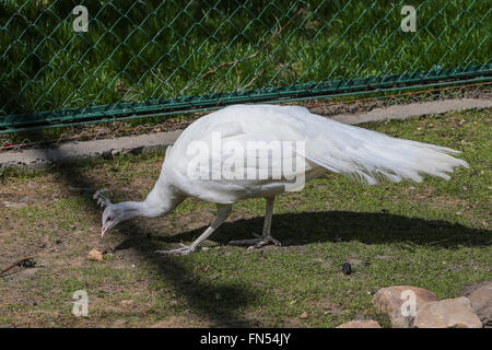 White Peacock in the Zoo of Moscow, Russia Stock Photo