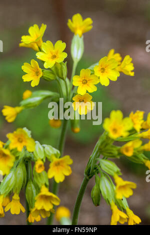 Primula veris Cowslip flower Stock Photo