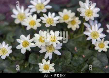 Ficaria verna 'Albus' Ranunculus ficaria, White celandine Stock Photo