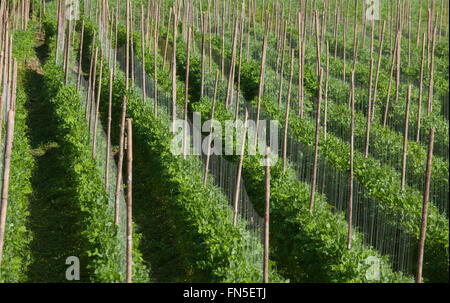 Green bean plant, beans in the garden Stock Photo