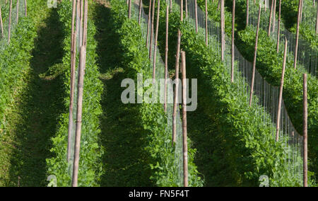 Green bean plant, beans in the garden Stock Photo