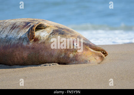 The carcass of a dead beluga. Sakhalin island, Russia. Stock Photo