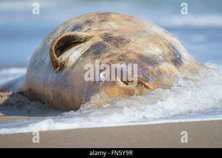 The carcass of a dead beluga. Sakhalin island, Russia. Stock Photo