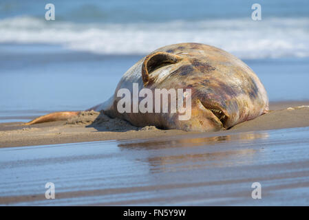 The carcass of a dead beluga. Sakhalin island, Russia. Stock Photo