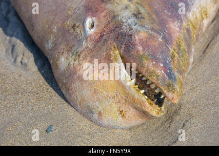 The carcass of a dead beluga. Sakhalin island, Russia. Stock Photo