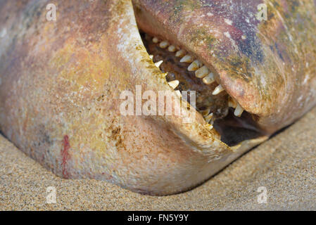 The carcass of a dead beluga. Sakhalin island, Russia. Stock Photo