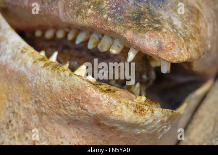 The carcass of a dead beluga. Sakhalin island, Russia. Stock Photo