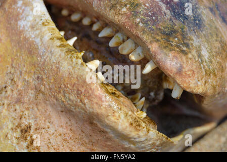 The carcass of a dead beluga. Sakhalin island, Russia. Stock Photo