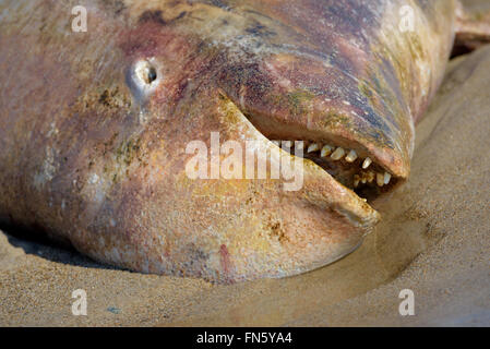 The carcass of a dead beluga. Sakhalin island, Russia. Stock Photo