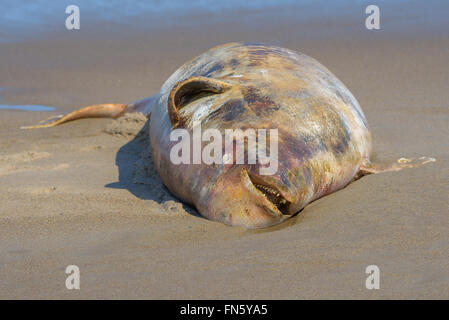 The carcass of a dead beluga. Sakhalin island, Russia. Stock Photo