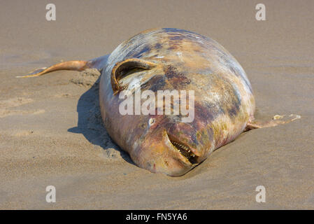 The carcass of a dead beluga. Sakhalin island, Russia. Stock Photo