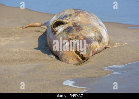 The carcass of a dead beluga. Sakhalin island, Russia. Stock Photo