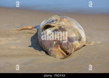 The carcass of a dead beluga. Sakhalin island, Russia. Stock Photo