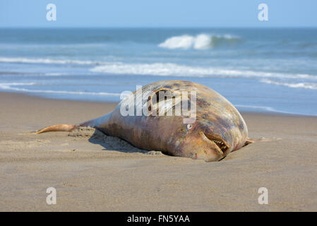 The carcass of a dead beluga. Sakhalin island, Russia. Stock Photo