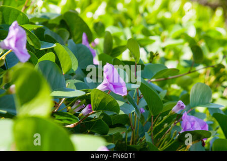 Beautiful relax image of asian purple flowers in green leaves Stock Photo