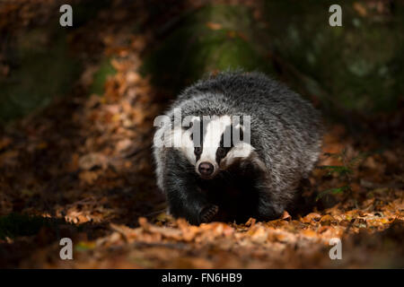 European Badger ( Meles meles ), adult animal, runs through a spotlight on the ground of a forest, looks funny, frontal shot. Stock Photo