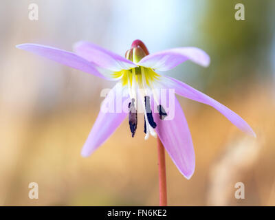 Erythronium dens-canis, Dog's tooth violet. Wild spring flower. Stock Photo