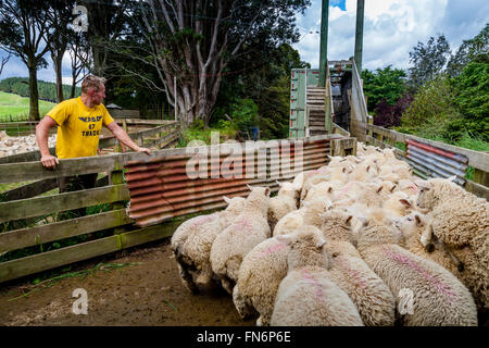 Sheep Being Loaded On To A Lorry, Sheep Farm, Pukekohe, New Zealand Stock Photo