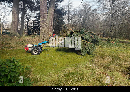 Cleaning up after high wind damage.on small estate. Stock Photo
