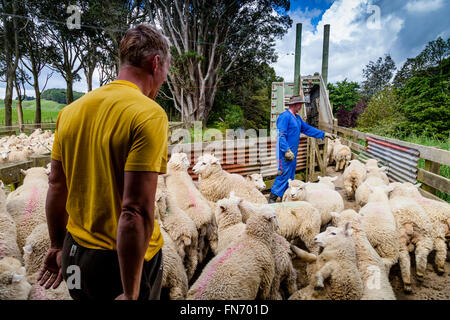 Sheep Being Loaded On To A Lorry, Sheep Farm, Pukekohe, New Zealand Stock Photo