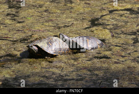 Two red-eared slider turtles Stock Photo